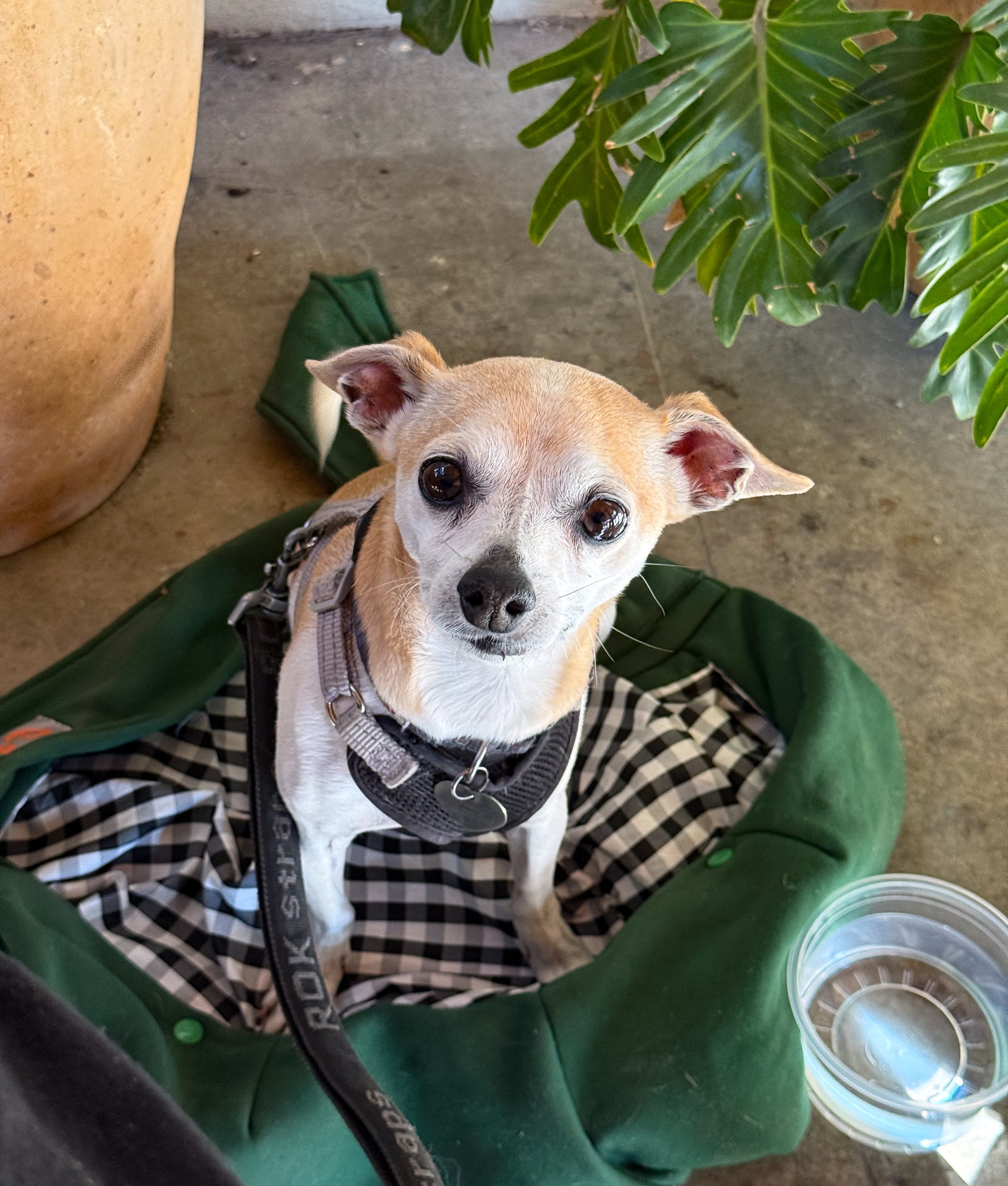 Nash the Wonder Dog Milpancho Molina y Tacos